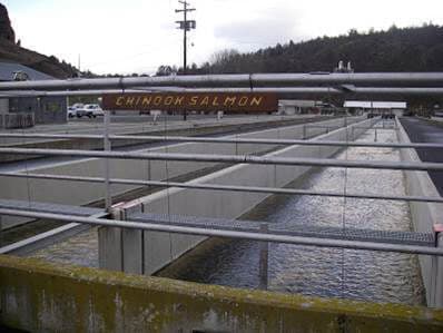 blog-improving-water-quality-at-fish-hatcheries-with-uv-a-case-study image 2